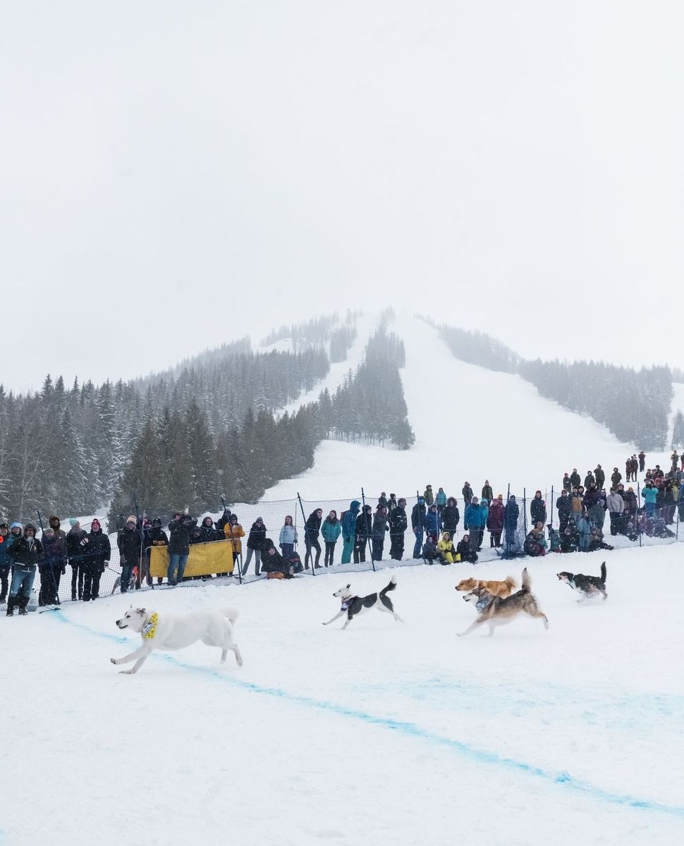 redresort tweet media