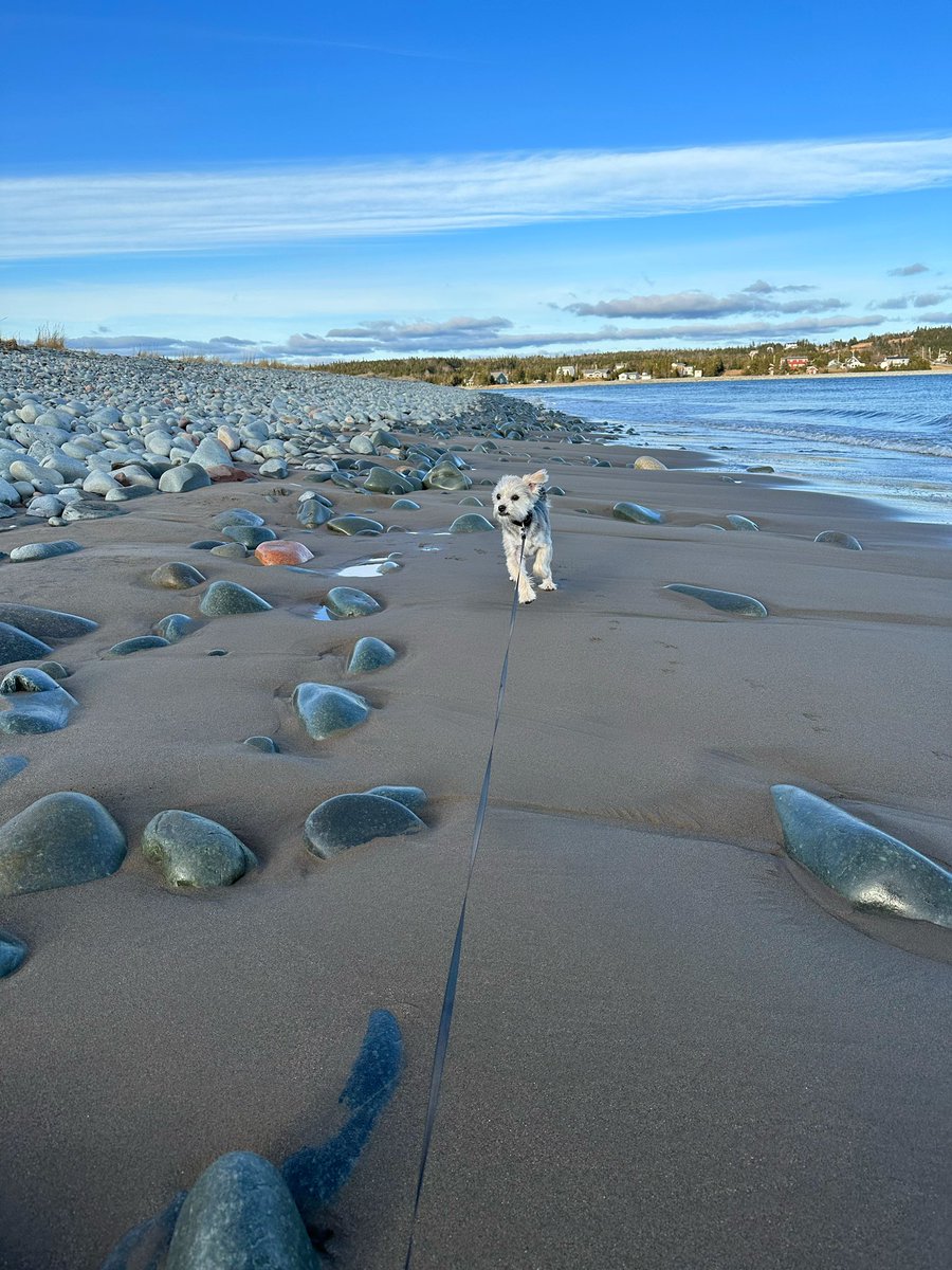 martindelaney's tweet photo. Friday walks - Rainbow Haven #halifax https://t.co/RwNkGcNjAl