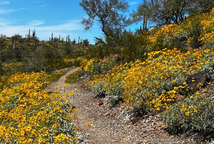 AravaipaRunning's tweet photo. The wildflowers are in full bloom for this weekend’s Dam Good Run!
We can’t wait to see you at the lake on a Sunday…did you get your inner tubes and rafts inflated yet?
#damgoodrun
#runandsplash
#lakepleasant https://t.co/aB31KQk06x
