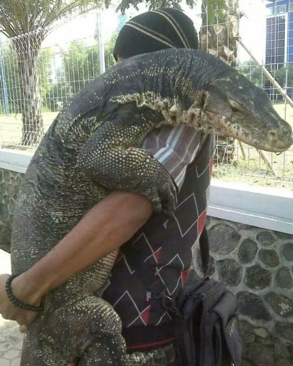 RincnCuriosoo's tweet photo. — ¿Así vas Komodo?
— Chi 📷 https://t.co/cslLyCR8Sf