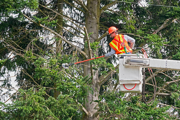 TheTreeDoctor4's tweet photo. From tree removals to land clearing, our team in Jonesborough is available to help with all of it. Contact us to get started with our tree company! https://t.co/dESHXZuBDv https://t.co/DbvF5lf6hw