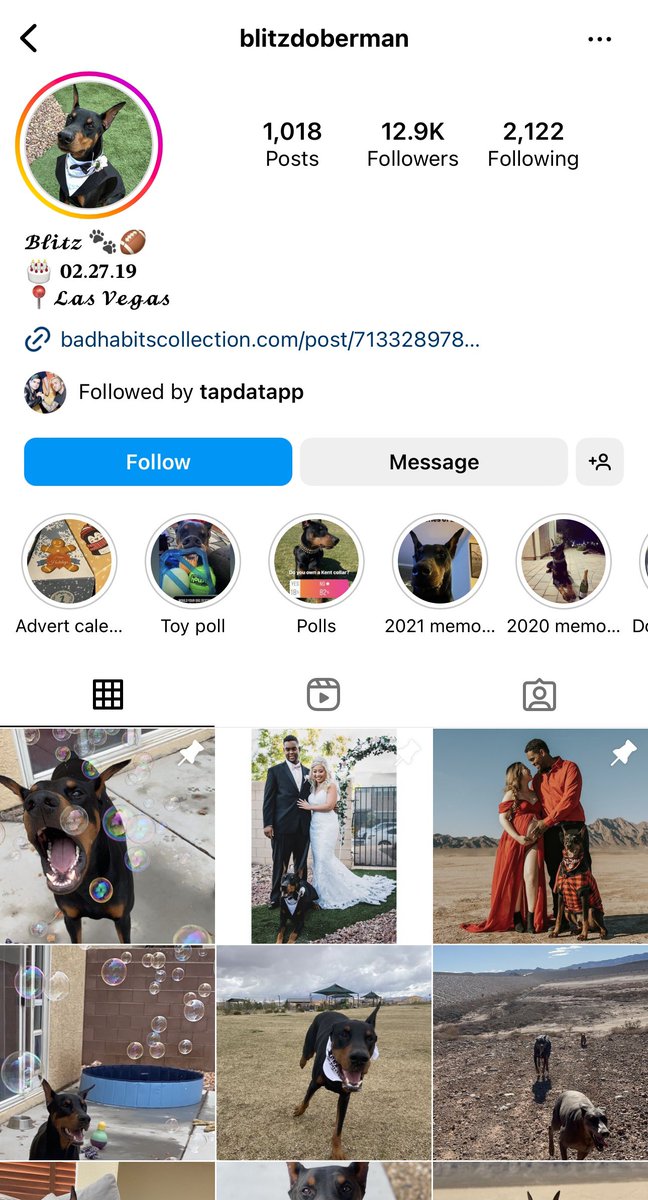 BadHabitsFOB's tweet photo. Blitz’s bio now links straight to The Bad Habits Collection! 🐶🫧 https://t.co/k2tBaRku8o https://t.co/yBCmISc7xq