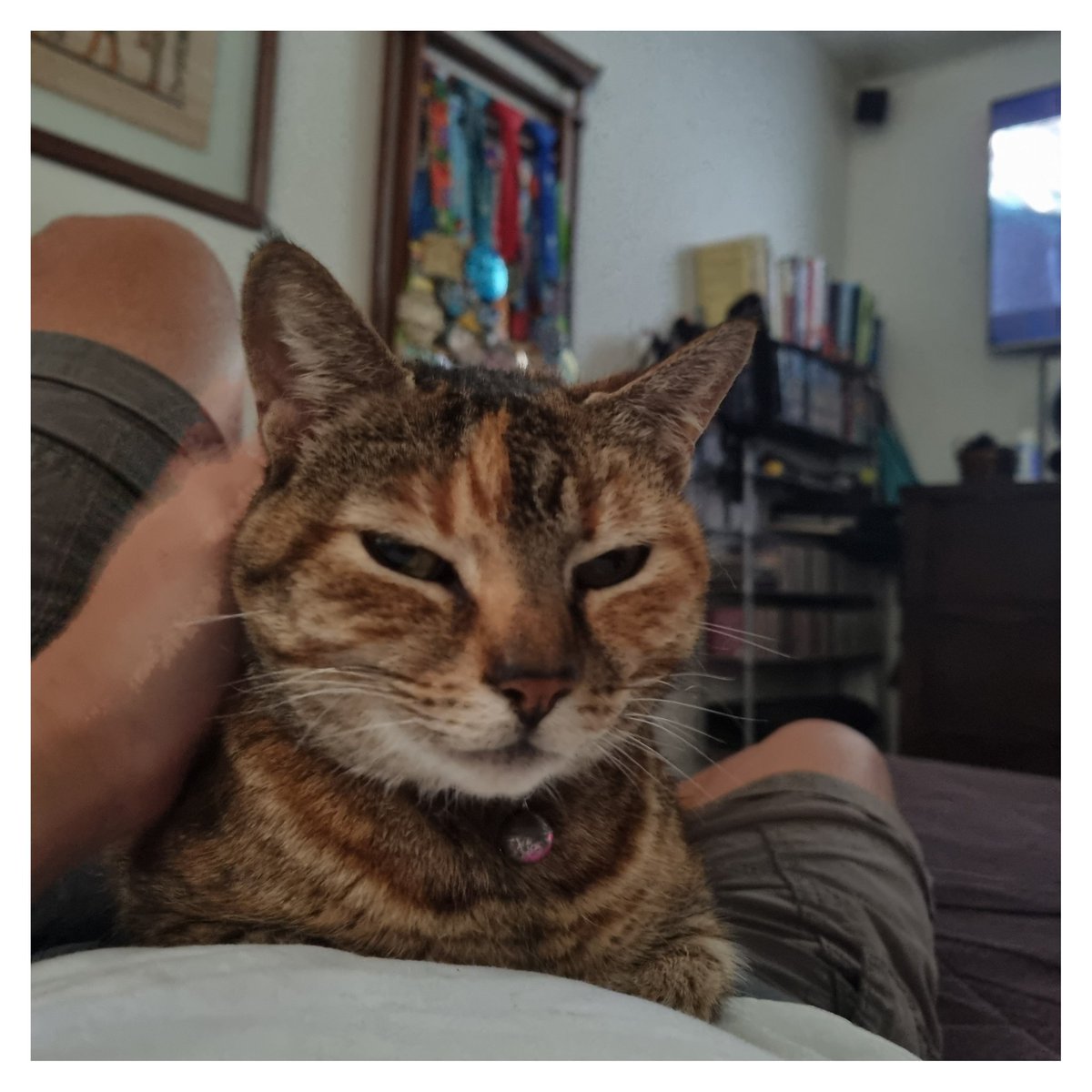 jp_salas's tweet photo. Somos afortunados cuando un gatito nos elige 😍
.
#CostaRica #gato #straycat #Cucha #gatocallejero #cajas #amordelbueno #Samsung #galaxys21plus #viajarliviano https://t.co/IK19A7OaAm
