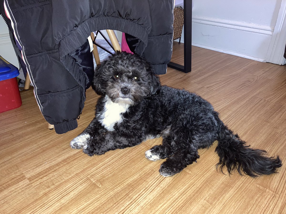 alyssa_singer24's tweet photo. Coco Is So Cute πΆπππ₯°β€οΈ
#ILoveHimSoMuch
#HeIsSoAdorable https://t.co/zik5G54DyV