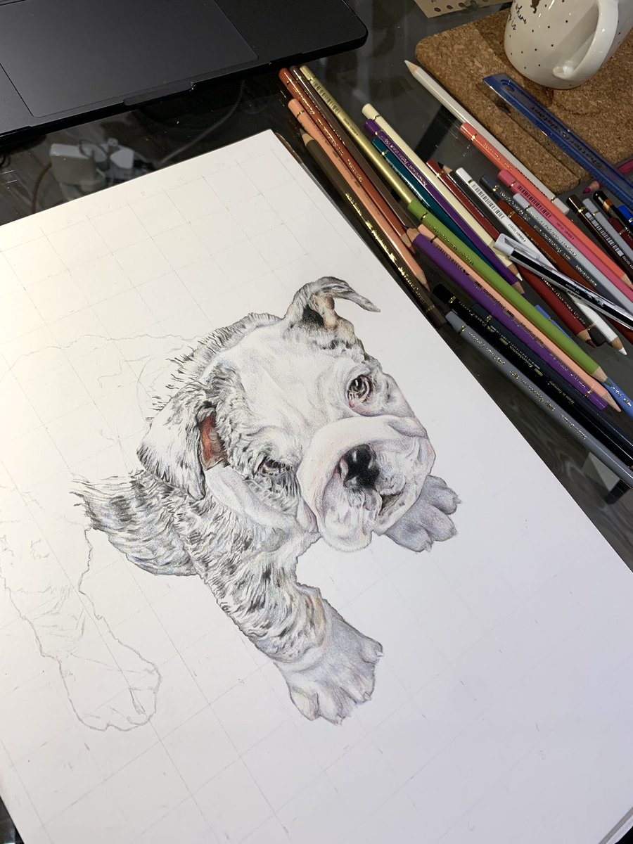 Work in progress 🐶 Really enjoying my new Faber Castell Polychromos pencils ✏️

#art #drawing #petportraits #dog #puppy #colouredpencils #pencilart