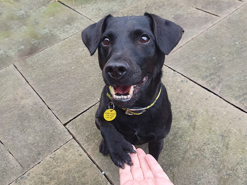 Please retweet to help Buster find a home #LEEDS #UK 
DETAILS or APPLY👇
dogstrust.org.uk/rehoming/dogs/……
#dogs