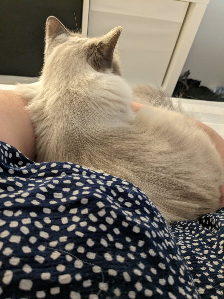 RoseClover24's tweet photo. @TheBloggess Have some cuddles https://t.co/Sdipxe0rQS