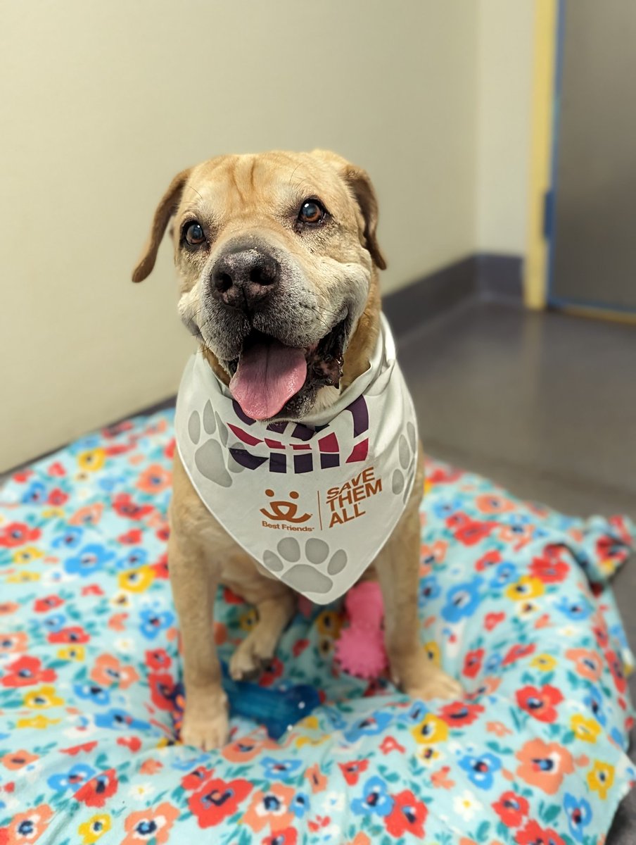 Pesto and all of his friends at the Richmond SPCA will be cheering for <a href="/Alex_Bowman/">Alex Bowman</a> and the <a href="/allyracing/">Ally Racing</a> team when NASCAR returns to the <a href="/RichmondRaceway/">Richmond Raceway</a> this Sunday. 
#AlexBowman #AllyRacing #BestFriendsAnimalSociety #SaveThemAll