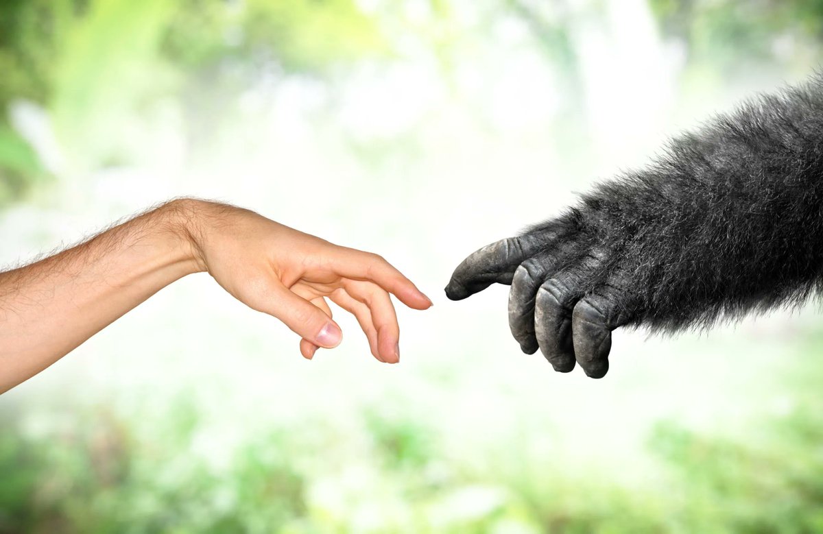 ChristianDefORG's tweet photo. Is There a Ton of Evidence for Evolution? 
https://t.co/qEuprx8xB9 
#christian https://t.co/VMVo6lhS0j