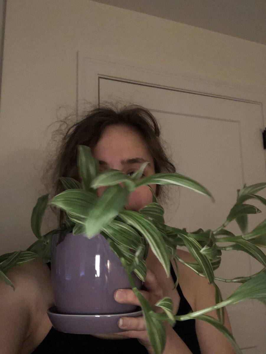 jvg5961's tweet photo. This a small leaf spiderwort ‘Quicksilver’ plant. It’s latin name is Tradescantia fluminenis ‘Quicksilver’. A phenotypic adaptation that it displays is that it has fleshy stems and leaves to retain water when it’s dry out. #plant200week11
#drfoxcall https://t.co/ztvAFNFKoS