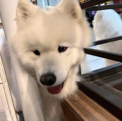 yoocamii30's tweet photo. The lifespan of a dog is only years, which is not enough to accompany us for a lifetime, but it is longer than the affection of a human being. https://t.co/gUQvBMhzGR