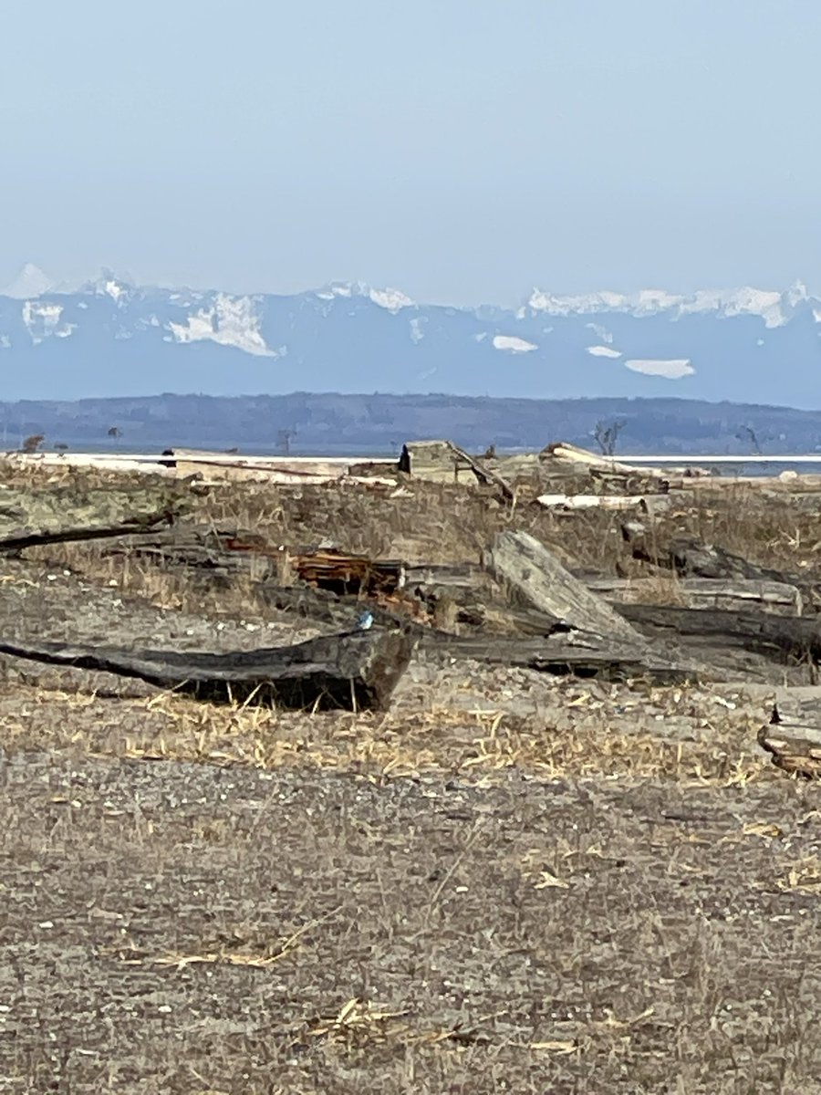 @blprnt There’s a Mountain Bluebird there but too far for my phone camera lens to show well. Two came through this week #BoundaryBay