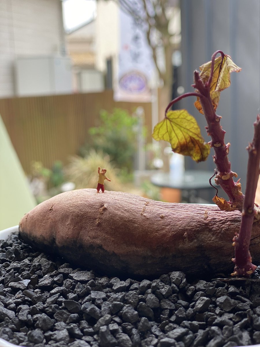 生芋の仕入れが厳しくなってきましたので秋まで一旦焼き芋は終了です。

代わりに金蜜芋で有名な石田農園さんが焼いてくれる金蜜芋の焼き芋を仕入れ出来ることになったので、スイーツメニューを展開します。宜しくお願い致します✨