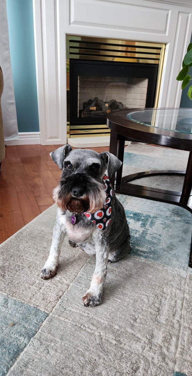 This is the patient after her last haircut. She's my little snuggle buddy, and I am going to love her forever. Today has been hard, with harder days ahead, but thank you all for the kind words. #seniordogs #schnauzer #liverfailure