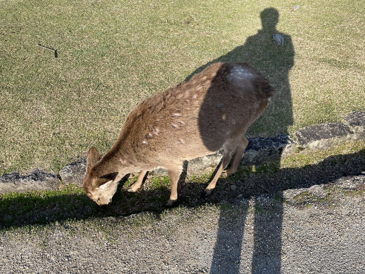 鹿と私。 https://t.co/Z69Uk0kxOr