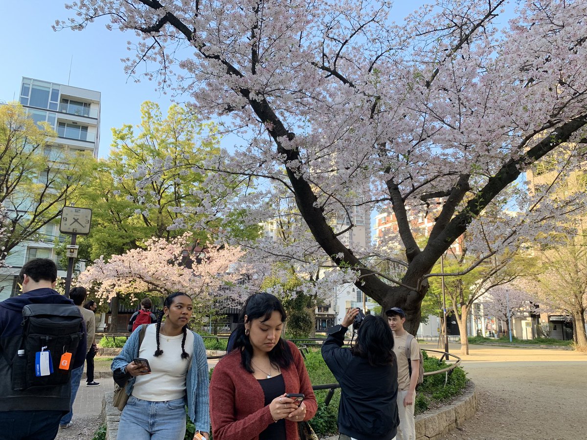 MsKariya's tweet photo. Cherry blossom welcome our #Samohi students on their first morning in Japan. @SamohiPrincipal @teachernesbitt @Dr_AShelton https://t.co/x7AOapQErL