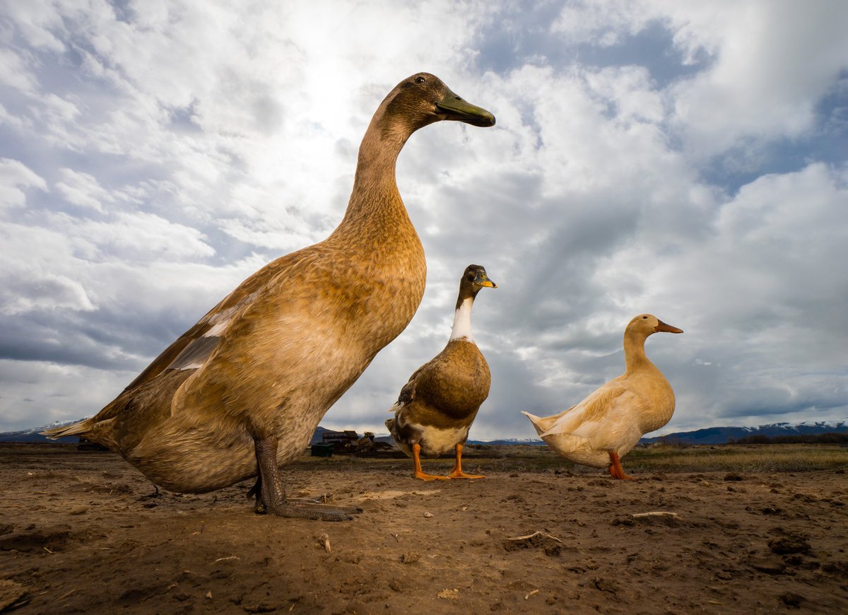 DuckFoodBot's tweet photo. would you buy their album?

(retweet to send a treat https://t.co/bCx4zPeg4H) https://t.co/5pTKVFAamm