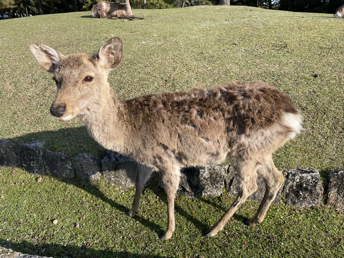 鹿、可愛い🦌 https://t.co/7y7fFvNZVS