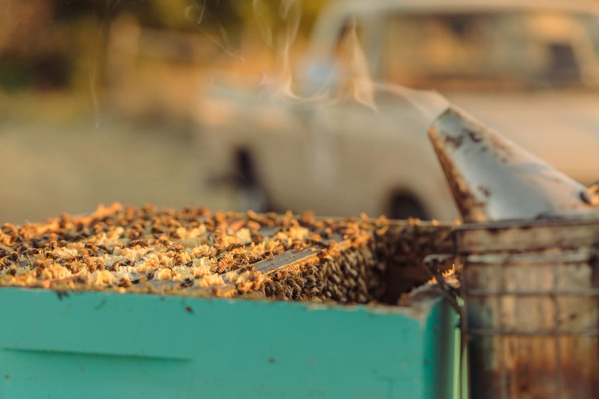 Bee Girl tweet media