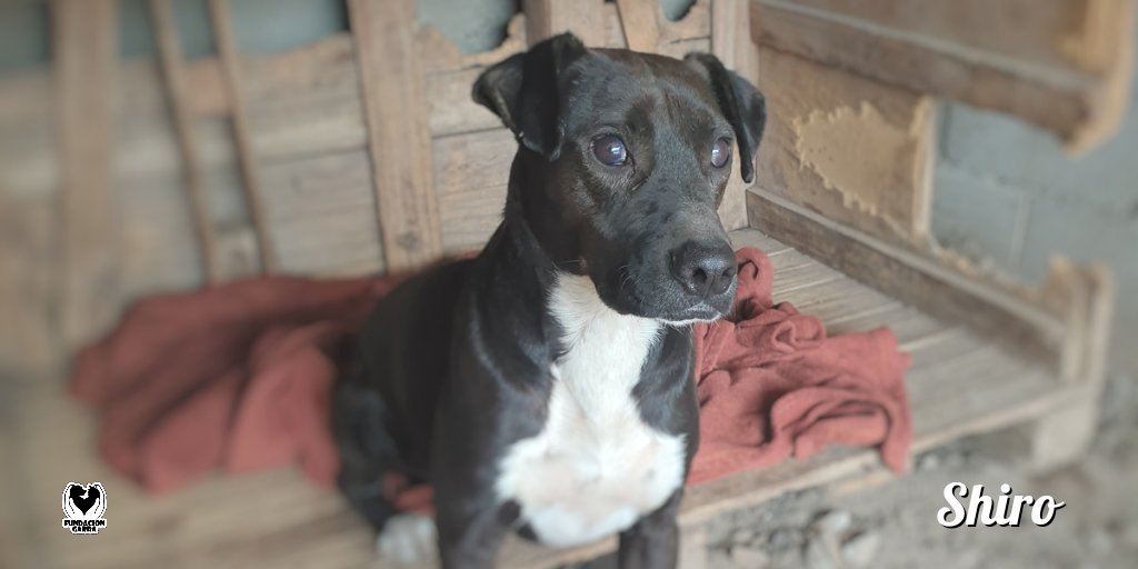 Resiliente, así es como definimos a Shiro, porque nos demostró una y otra vez que se puede 💪🏽🦋.

Él es ciego, pero nada le impide vivir una vida plena 💜.

📲 ¿Te gustaría que forme parte de tu familia? Comunicate por privado.