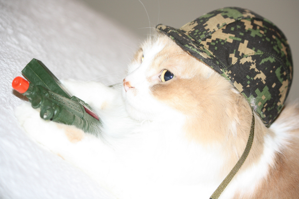 #cute #cat #cats #CatParty #CatsOfTwitter #CatsOnTwitter #catlover #meow #kitten #kitty #ilovecats