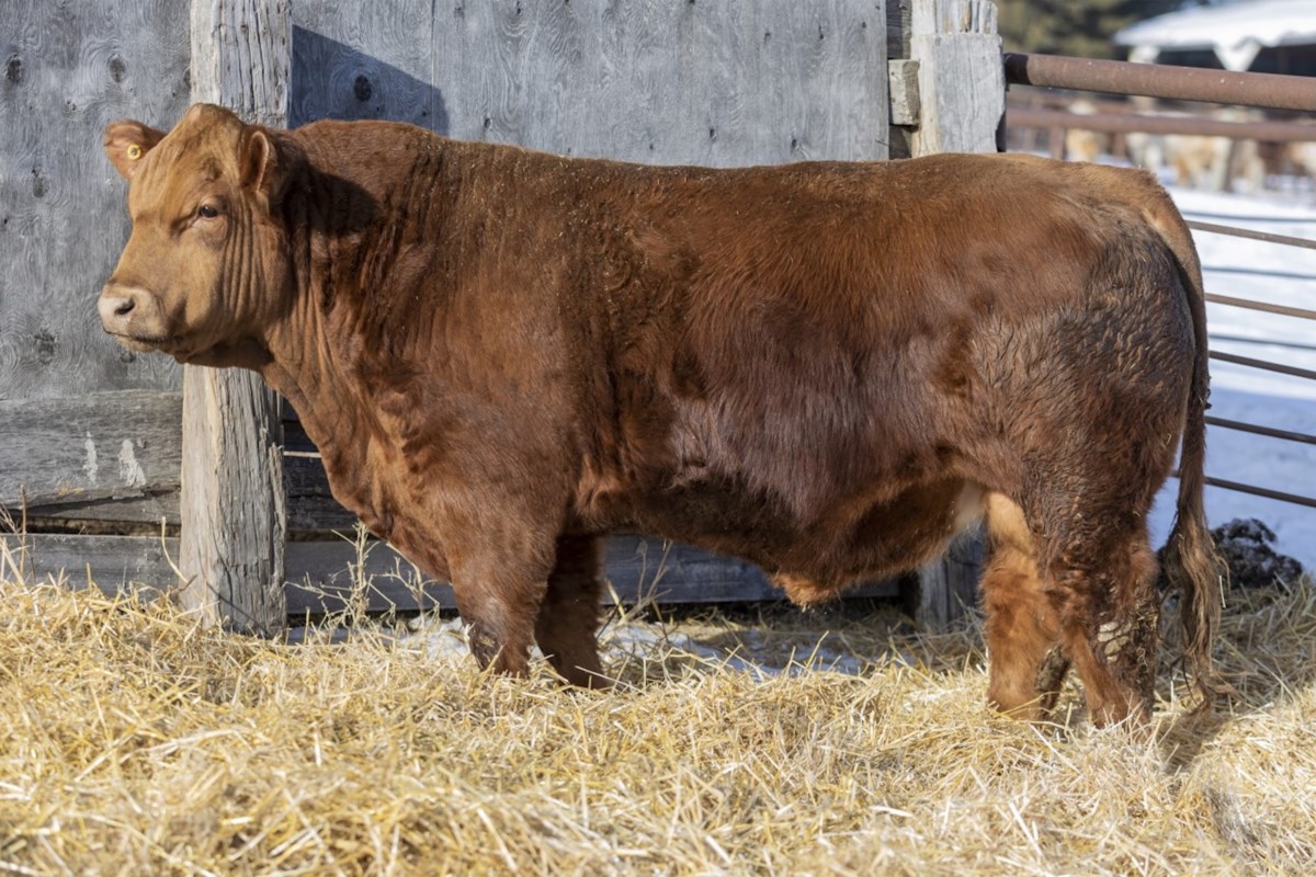 TandCTODAY's tweet image. Bulls average $6,044 at Northern Impact Bull Sale dlvr.it/SlpXw3 #SpecialFeature #BreedersDirectory #GreatWestMedia