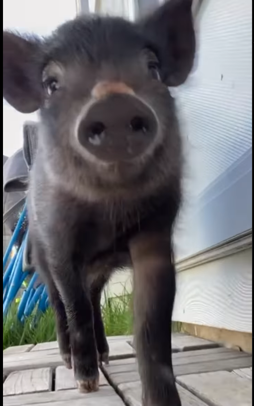Aloha Animal Sanctuary tweet media