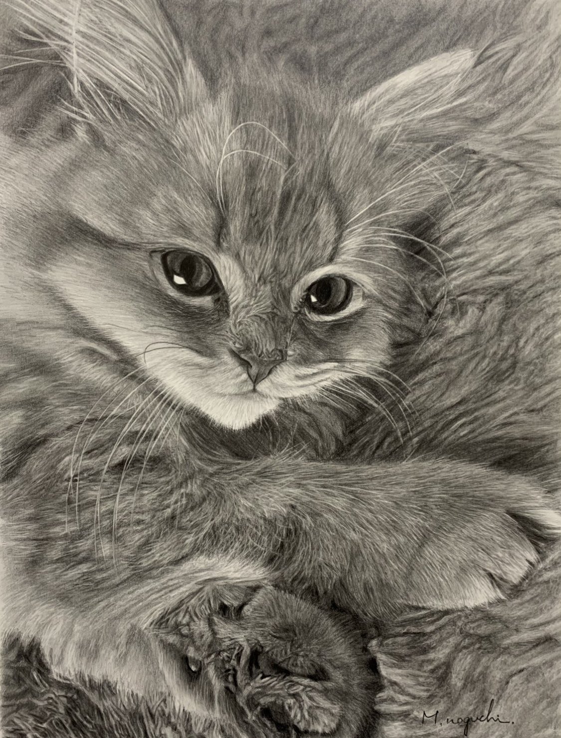 鉛筆画　猫 野口 雅史【鉛筆画】 on X: 