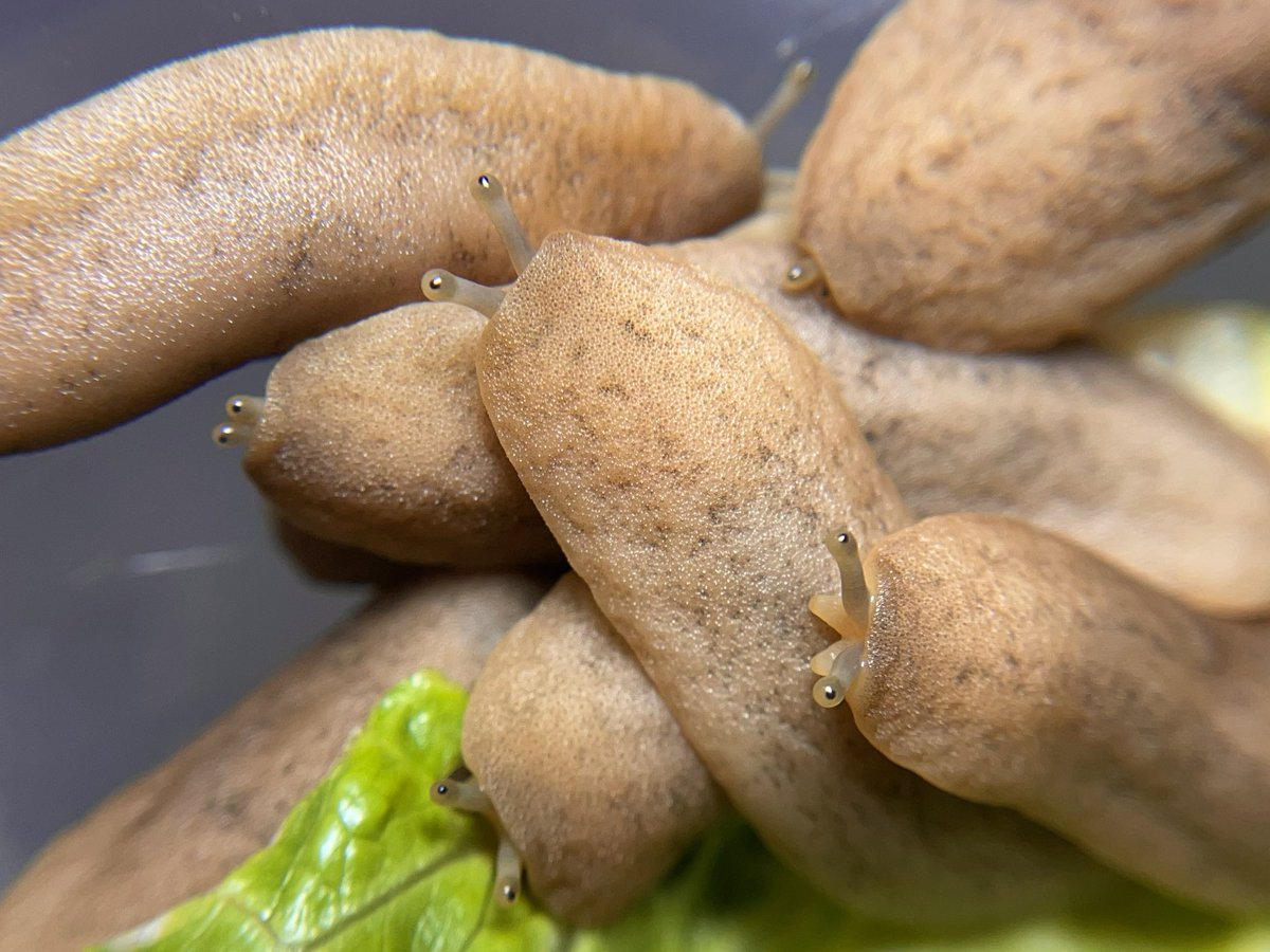 crevicedwelling's tweet photo. friday evening, slugs convene for lettuce night https://t.co/2ZZjHOqJgT