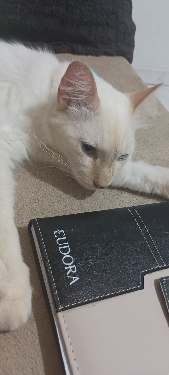 AnneMedrade's tweet photo. @Eudora Aqui em casa os Gatos já tem sua marca predileta de Cosméticos.😍 UP e Stuart https://t.co/nu355O8Smr