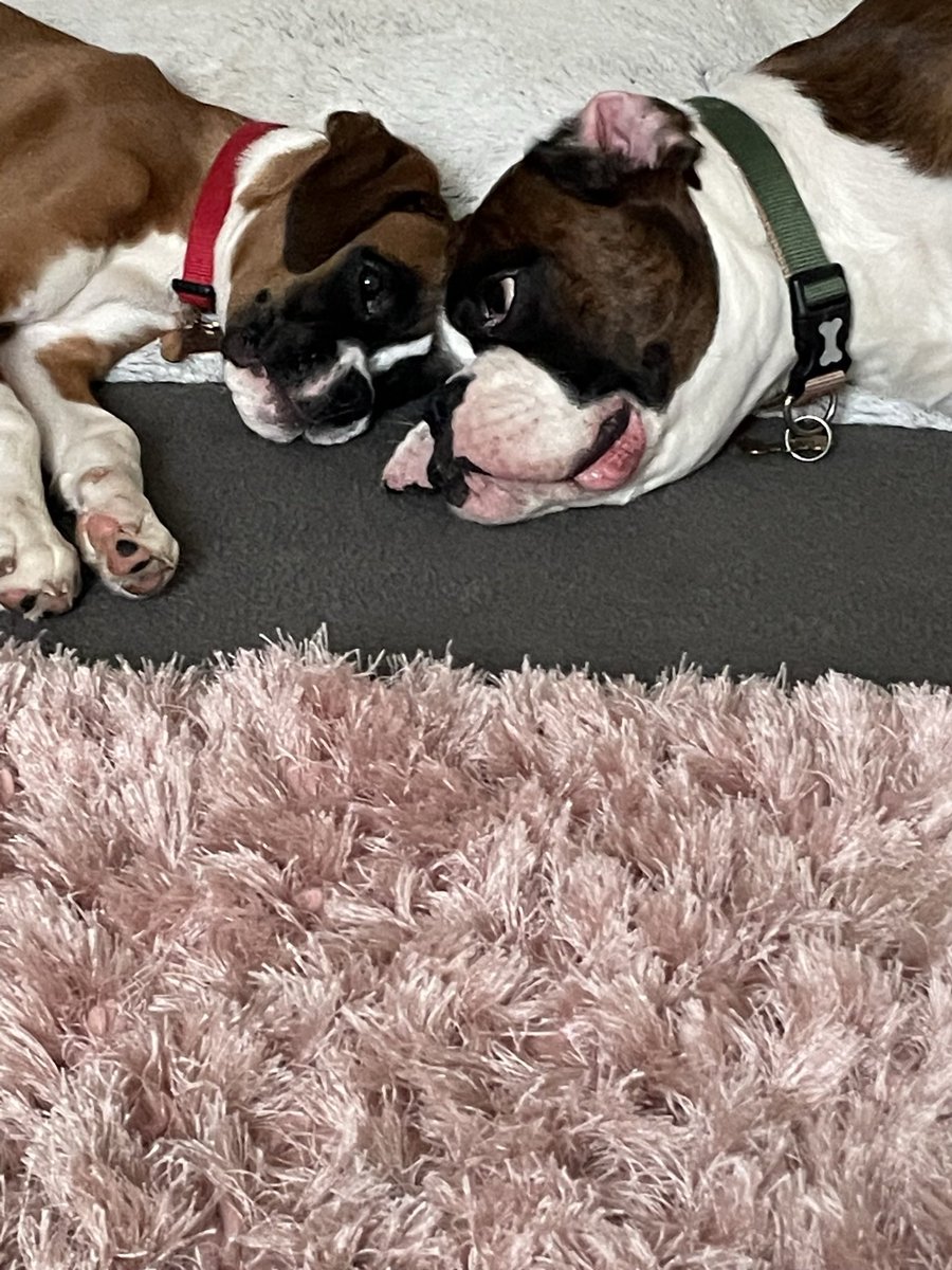 Goodnight from the youngs #boxerdogsoftwitter #boxerpuppy