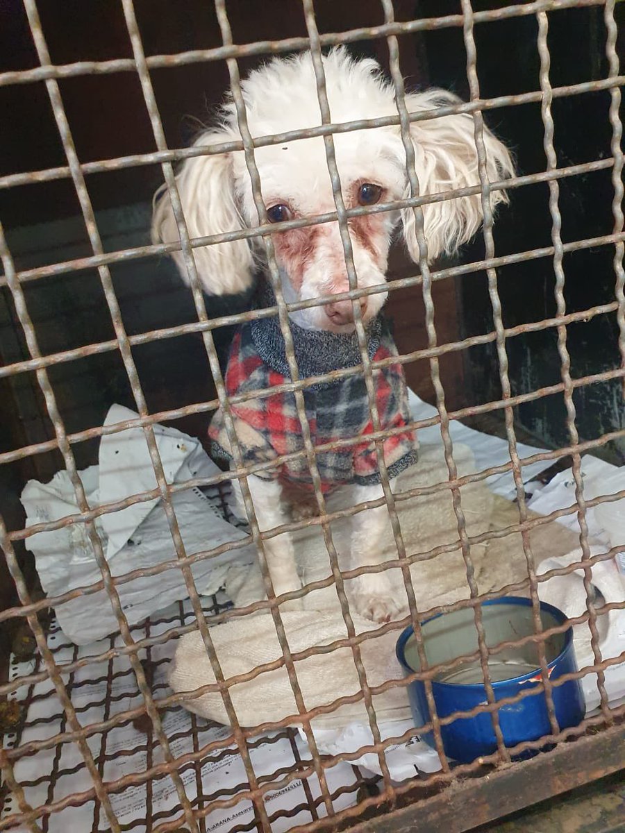 diana_dfc's tweet photo. Amigos dejaron a esta nenita en estetica en celo y ya no regresaron por ella, tiene una cara de😢y no pudimos dejarla ahí, ya está con nosotros pero debemos pagar pensión, vacuna y esterilización, alguien que nos apoye? O compré alguna cosita? @MascotasSismo @perrososmx @acano52 https://t.co/F0MyD3Bn8A