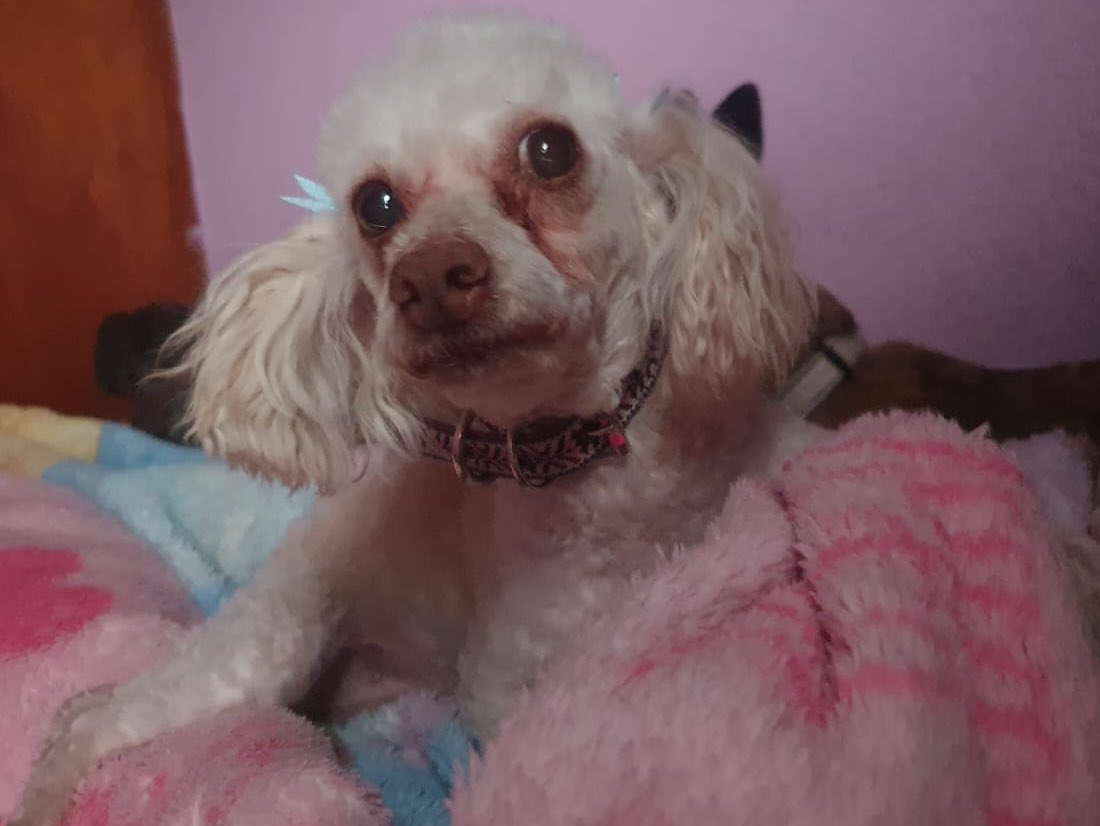 diana_dfc's tweet photo. Amigos dejaron a esta nenita en estetica en celo y ya no regresaron por ella, tiene una cara de😢y no pudimos dejarla ahí, ya está con nosotros pero debemos pagar pensión, vacuna y esterilización, alguien que nos apoye? O compré alguna cosita? @MascotasSismo @perrososmx @acano52 https://t.co/F0MyD3Bn8A