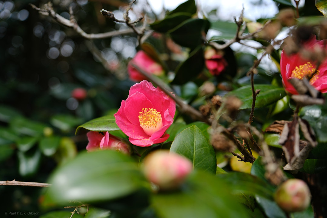 pdgibson's tweet photo. Spring is Springing
Seattle, WA
March 2023

#flowerphotography #nature #colorphotography #upperleftusa #pnwonderland #pacificnorthwest #pnw #pnwlife #fujifilm #fujixseries #fujixshooters #fujifilmx_seattle #fujixt5 #fujifilmxt5 #xf23mmf14 #fujilove @fujifilmx_us https://t.co/7aIcdqGbag