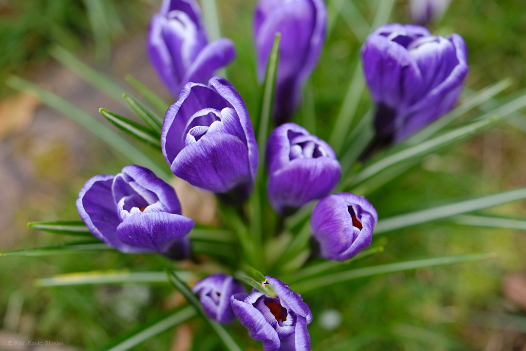 pdgibson's tweet photo. Spring is Springing
Seattle, WA
March 2023

#flowerphotography #nature #colorphotography #upperleftusa #pnwonderland #pacificnorthwest #pnw #pnwlife #fujifilm #fujixseries #fujixshooters #fujifilmx_seattle #fujixt5 #fujifilmxt5 #xf23mmf14 #fujilove @fujifilmx_us https://t.co/7aIcdqGbag