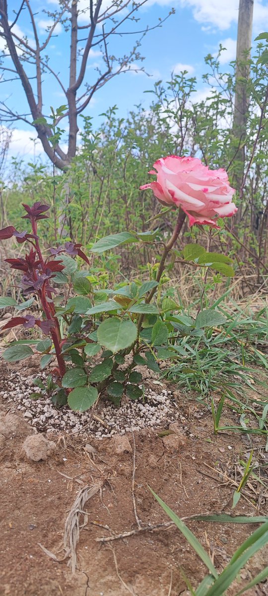 hasan pornoun (@hparnoun197979) on Twitter photo 