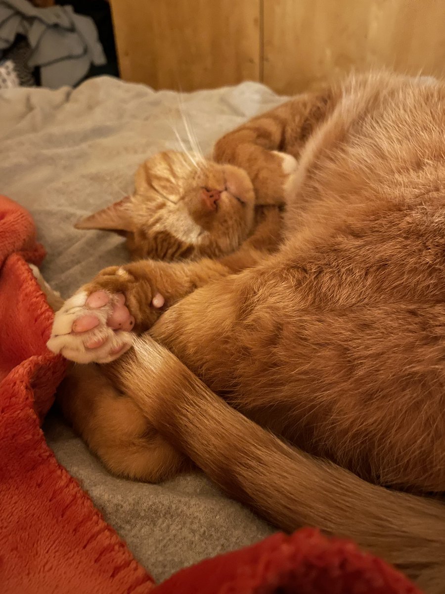 lunwil's tweet photo. I had to put my sweetesr boy Brutus to sleep today and idk how to cope. from the moment I adopted him 2 yrs ago we were joined at the hip, he was perfect. I wish I could snuggle into brutus' belly fur and listen to his purrs forever. please cuddle your fur babies for me 💛💛 https://t.co/3Tf5D2JOvf