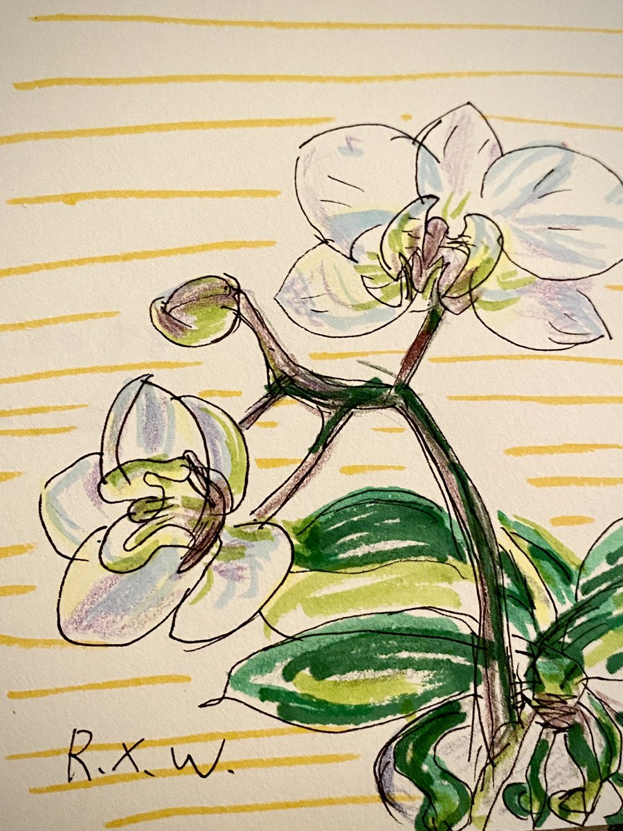 速寫了家裡的蝴蝶蘭🎨🖍️ 純水培的蝴蝶蘭，很驚喜🥰 

#sketch #sketch_daily #sketchbook #illustration #illustrationart #illustrationdaily #painting #life  #flowers #速寫 #繪畫 #插畫 #スケッチ #スケッチブック #イラスト #イラスト日記 #アート #お花 #春 #楽しい #蝴蝶蘭