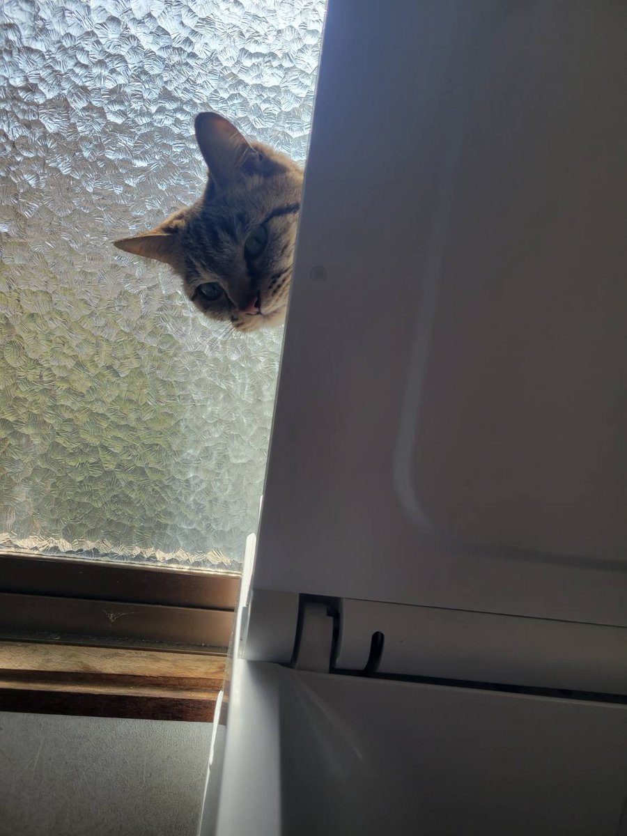 「潜入訓練中にゃ！」トラキチ防衛大臣！ 