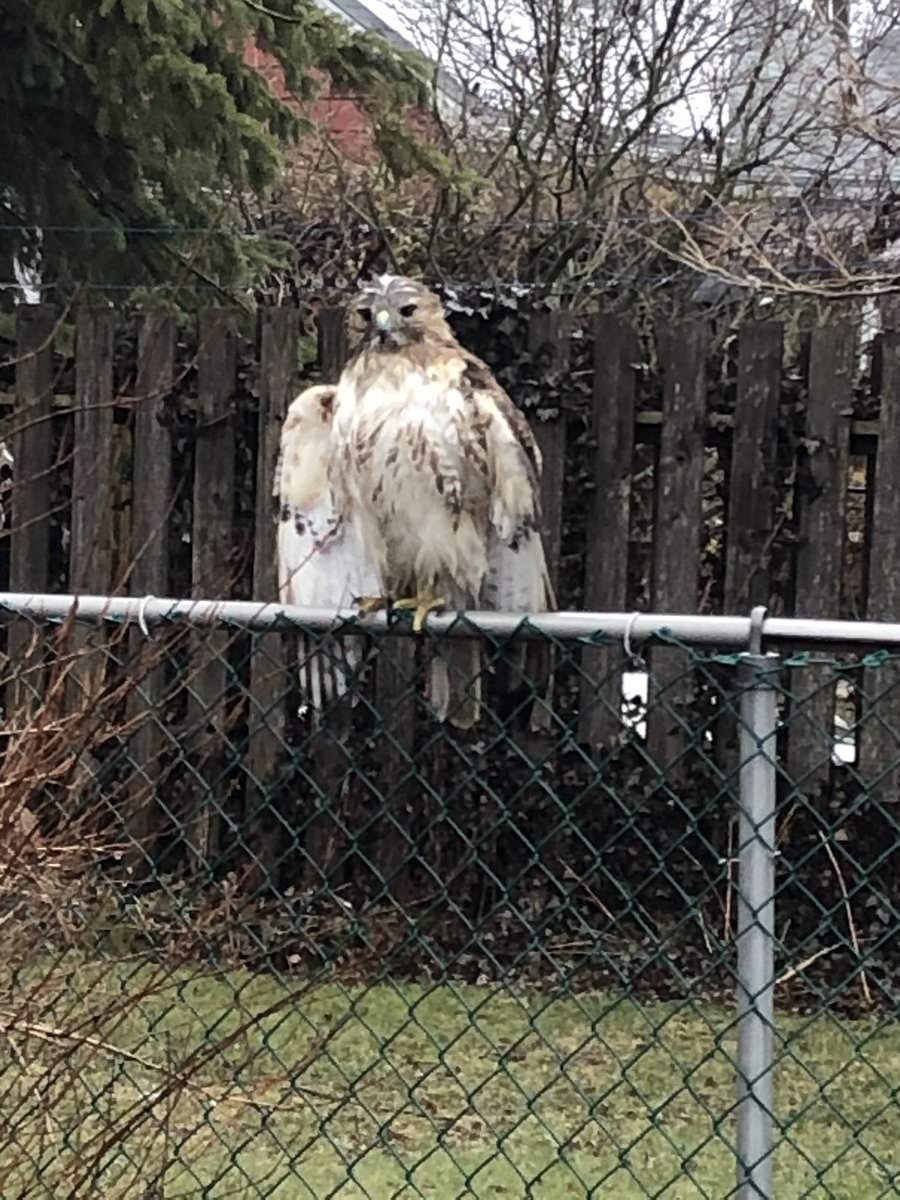 Kudos to the lovely @LondonAnimlCare officer who gently captured this injured hawk today so that @salthaven_org could treat him/her. This beauty has a mate & real estate in a large white pine in my neighbourhood.  I hope to see him/her soaring again soon.