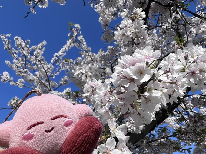 桜が綺麗だよ〜!!!! 