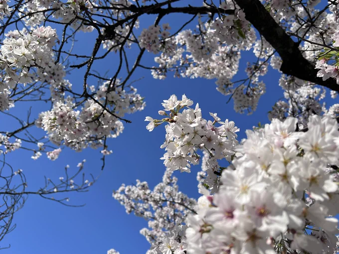 桜が綺麗だよ〜!!!! 