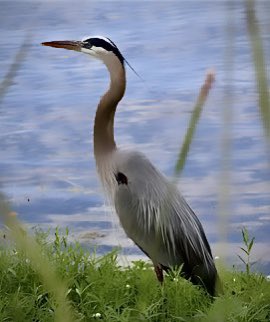 I stood
still as a heron
by a gentle river
While nature
enveloped me
in it’s sounds
&amp; smells
I felt a breeze
stir my hair
Taking my scent
to mingle with
the wild flowers
‘Twas but
ten minutes
yet the feeling
lingered
‘til dreamtime
©️Tereza Gillespie 2023
#poetsoftwitter #poetry