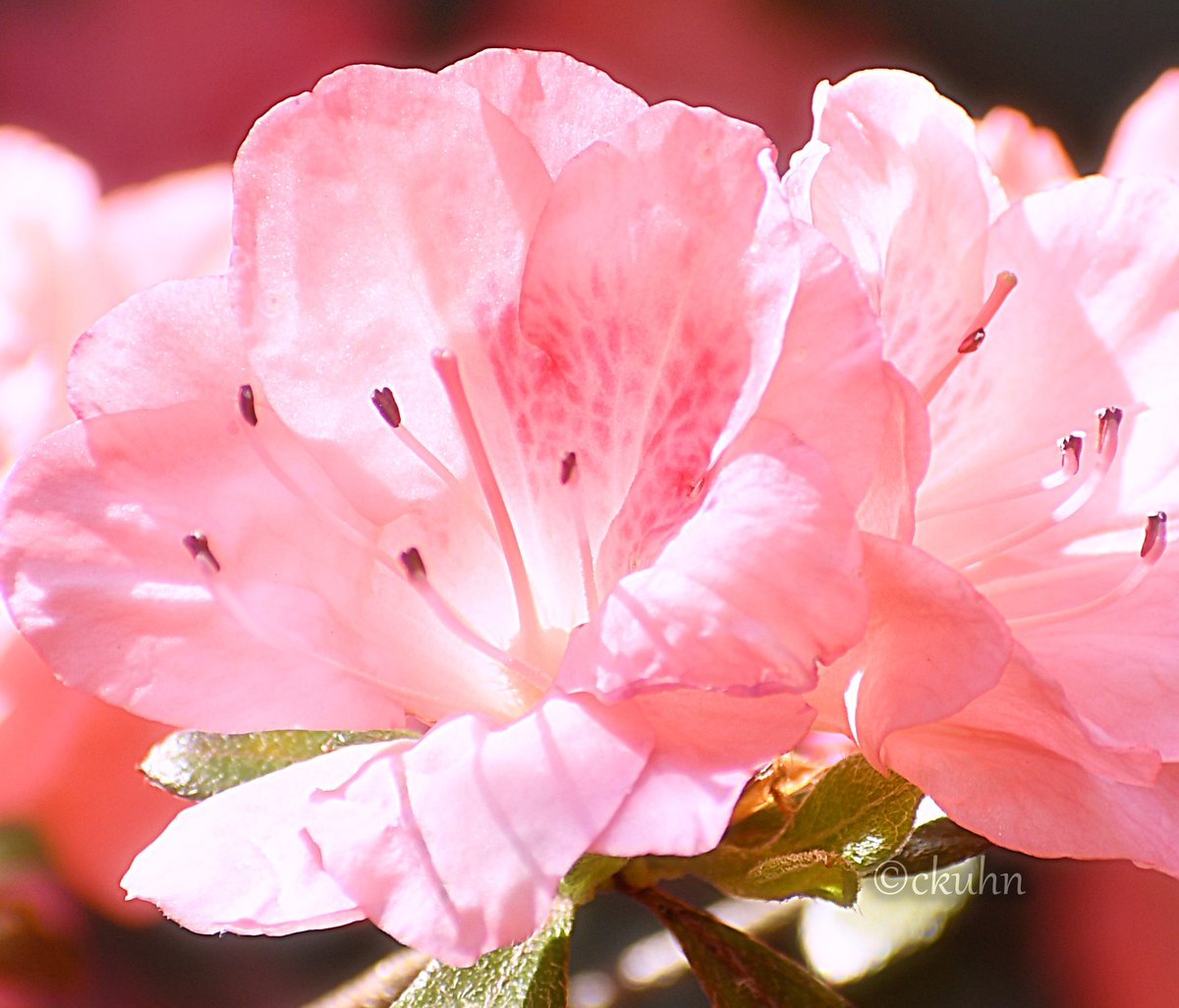 catjkuhn's tweet photo. #MarchMacroChallenge #FlowersonFriday https://t.co/69FKF8FWMW