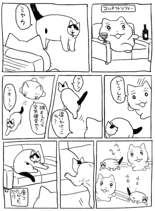 賢猫 