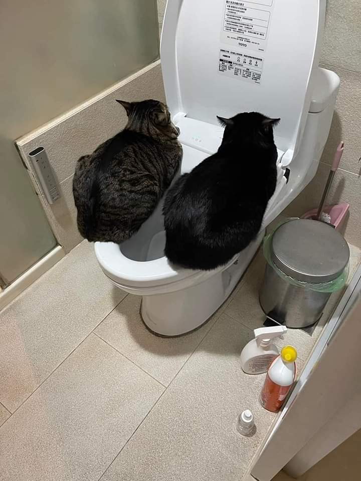 CATBRAINCELL's tweet photo. This could be us https://t.co/nUpm67W3ws