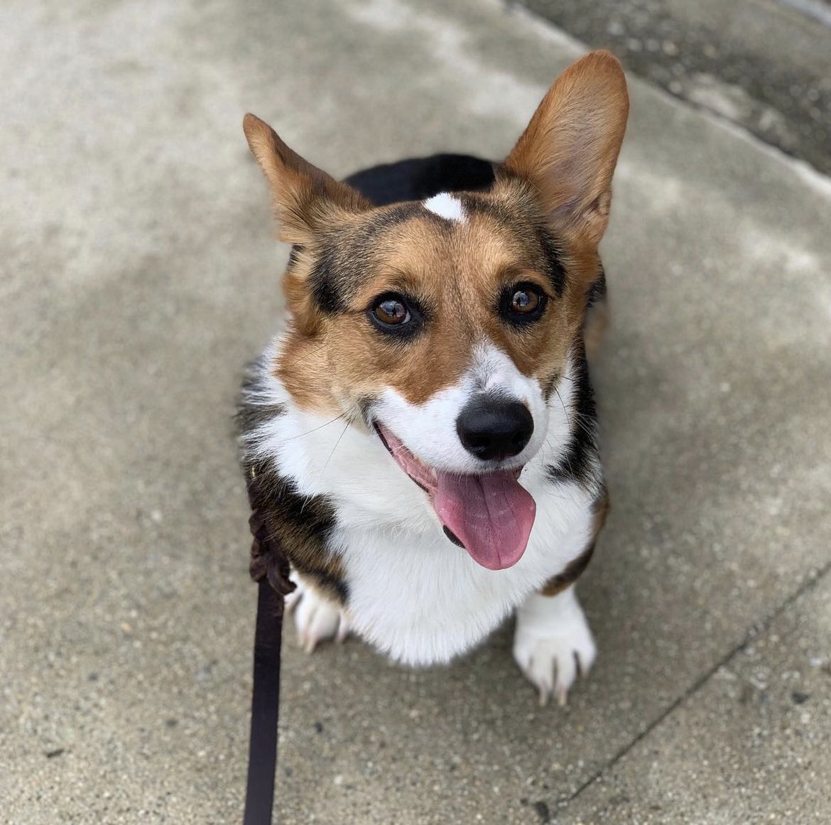 Introducing Charlie the Corgi! Charlie is in for his foundation work, we are looking to help Charlie develop his skills at a higher level so his owner can keep him stimulated and raise a well mannered happy boy! #corgi #dogtrainers