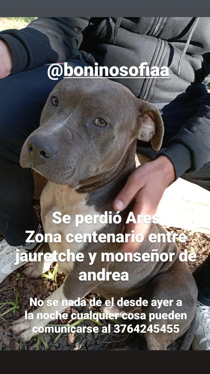 Boninosofia_'s tweet photo. Holaa se perdió mi bebé Ares tiene 2 años y es muy buenito ya hace 48 hr no aparece no tiene collar. Sospecho q me lo robaron en inmediaciones de centenario entre jauretche y monseñor de andrea. Se agradece de corazón cualquier información 🫶🏽😭 https://t.co/DJMfgCHpko
