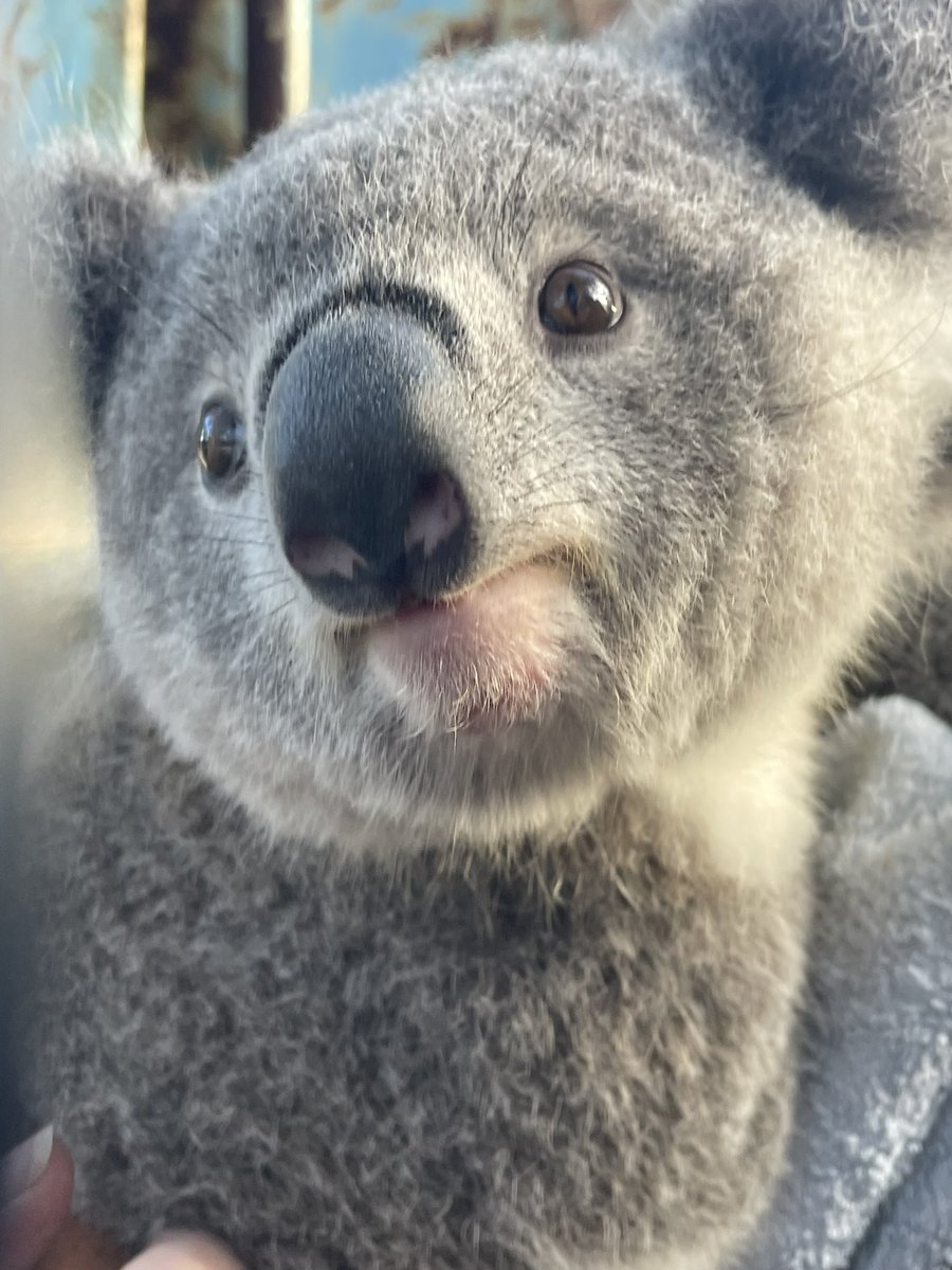 Maryanne Stuart tweet media