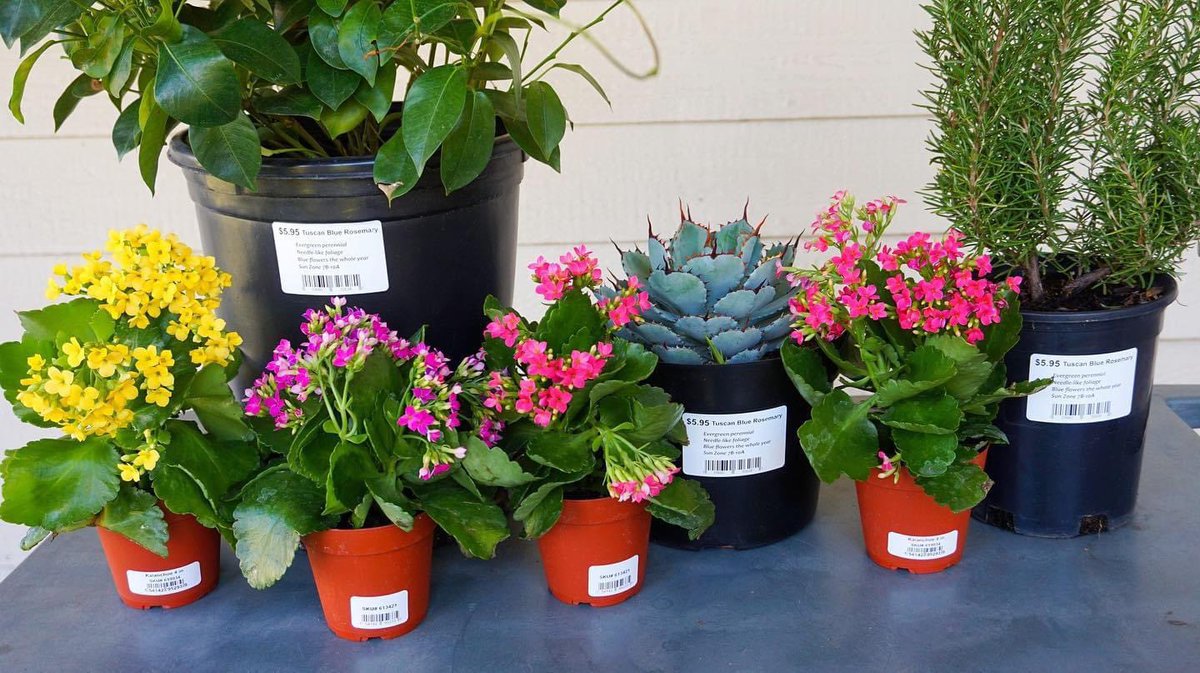 Print durable, outdoor nursery and horticulture labels with DuraReady!!

duraready.com

#diy #labels #duraready #garden #greenthumb #plants #nursery #horticulture #durable #unique #ondemand #custom #business #outdoorlabels #flowers #trees #gardening #create